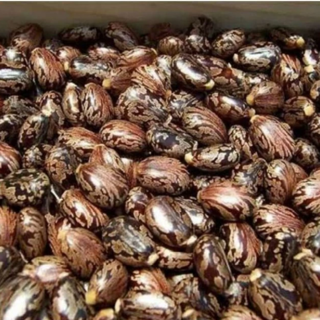 Tukhm e Rind /Castor Seeds / Arand تخم ارنڈ