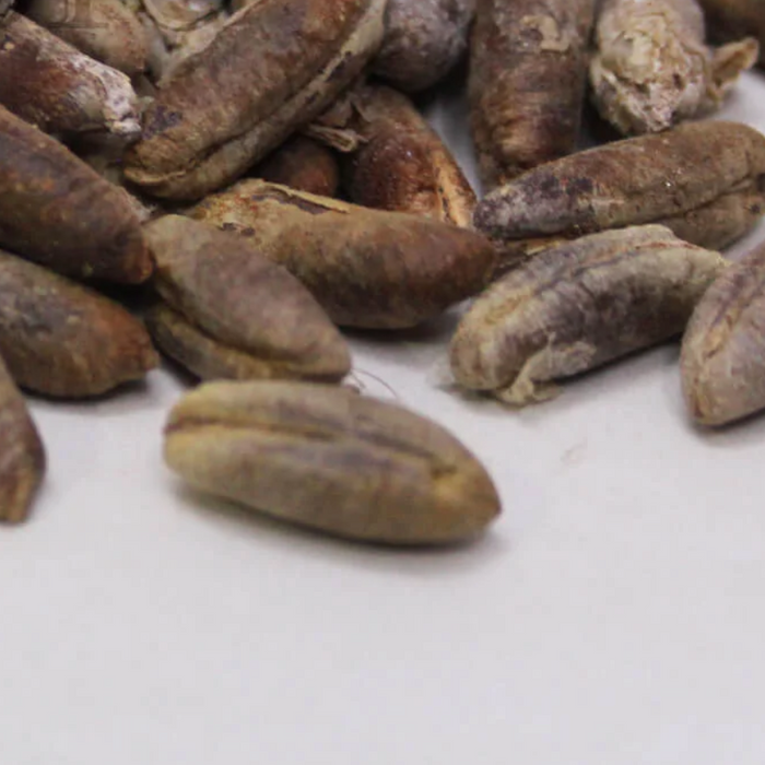 Date Seeds کھجور گٹک