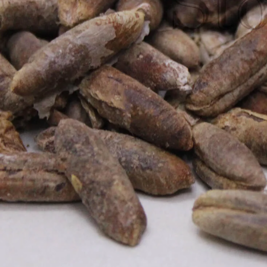 Date Seeds کھجور گٹک