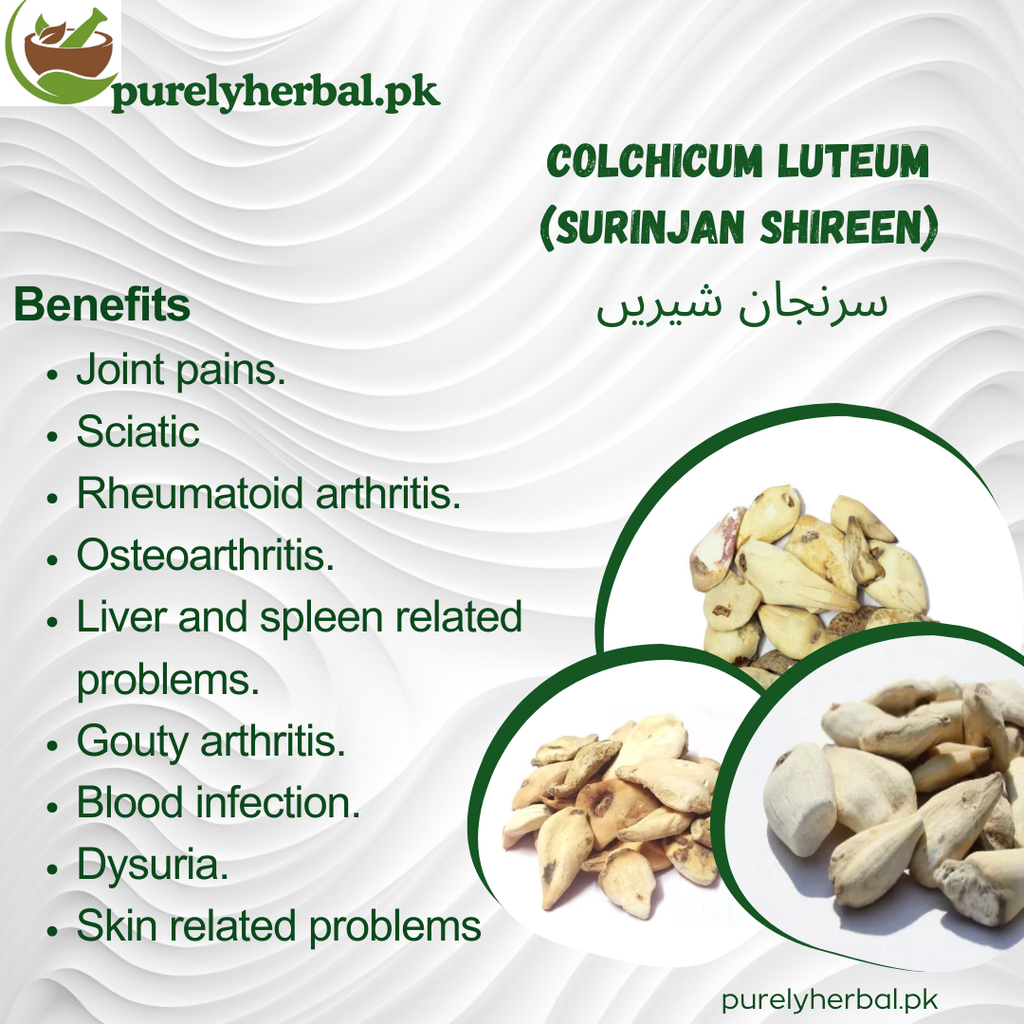 Surinjan Shireen / Colchicum Luteum  / سرنجان شیریں