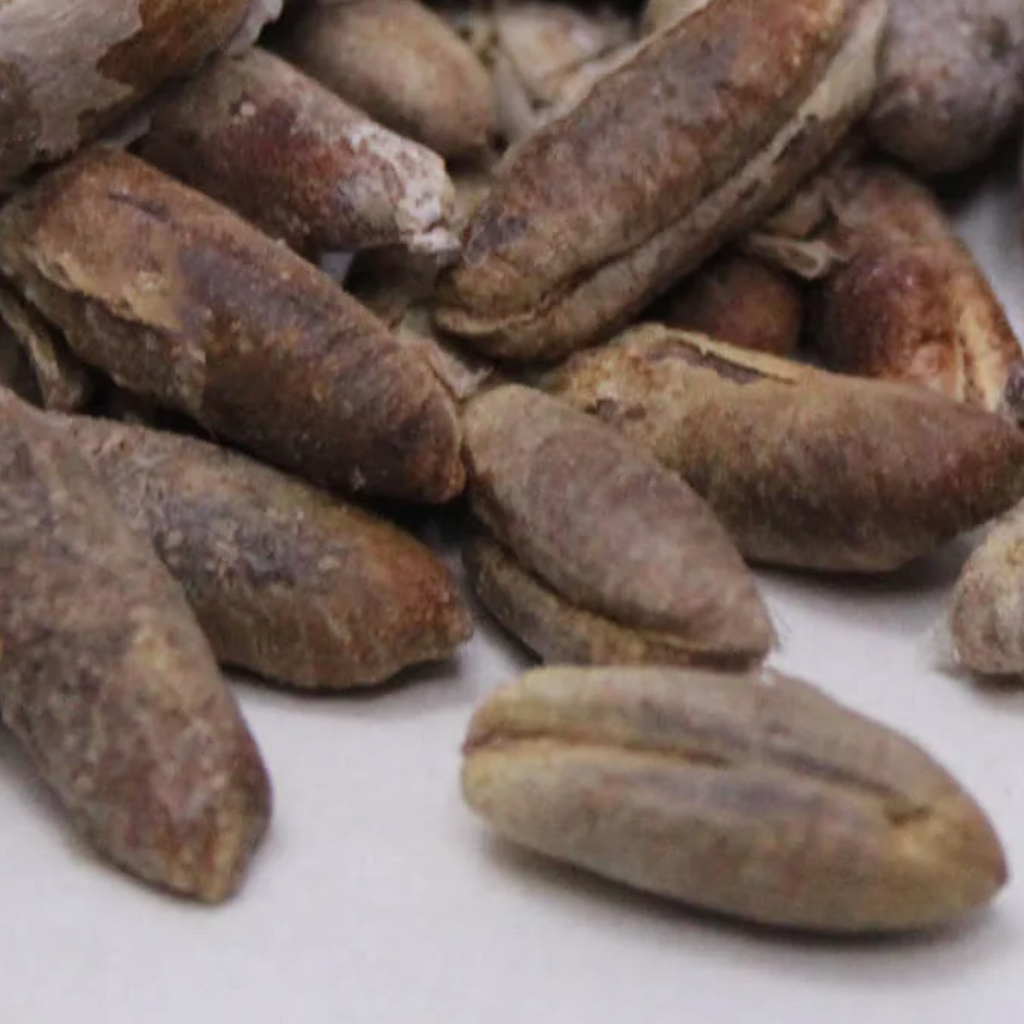Date Seeds کھجور گٹک
