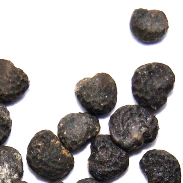 Tukhm e Dhatura / Datura Stramonium Seeds / دھتورا سیاہ