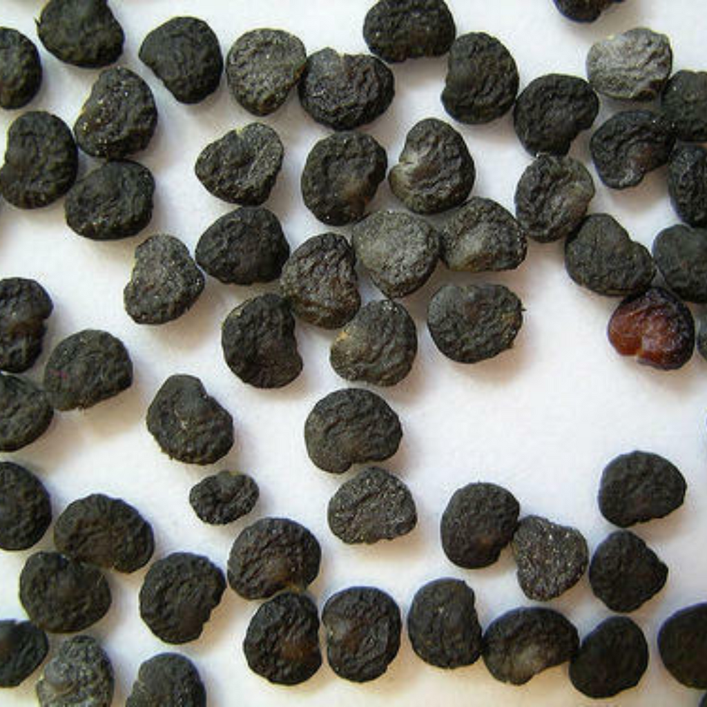 Tukhm e Dhatura / Datura Stramonium Seeds / دھتورا سیاہ