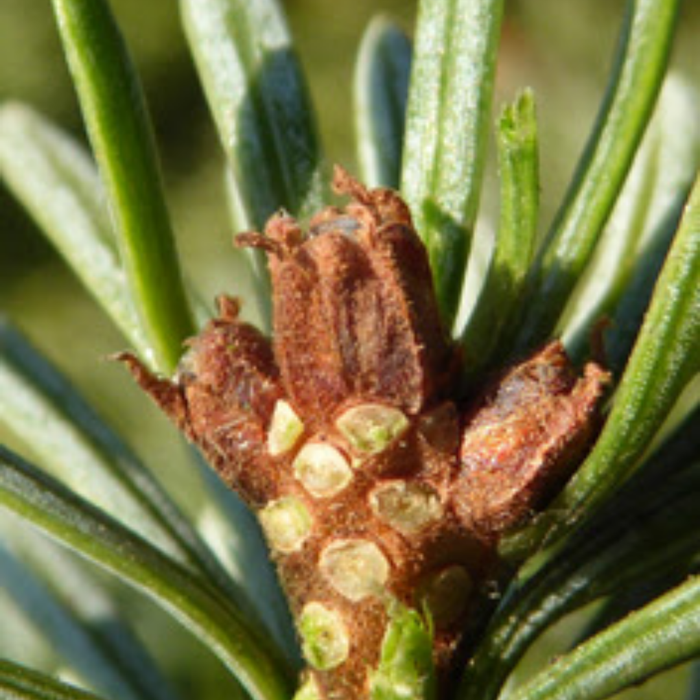 Talees Patar / Silver Fir / Abies Alba زرنب /تالیس پتر