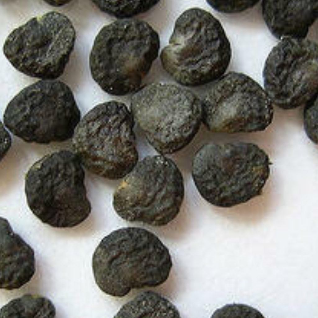 Tukhm e Dhatura / Datura Stramonium Seeds / دھتورا سیاہ