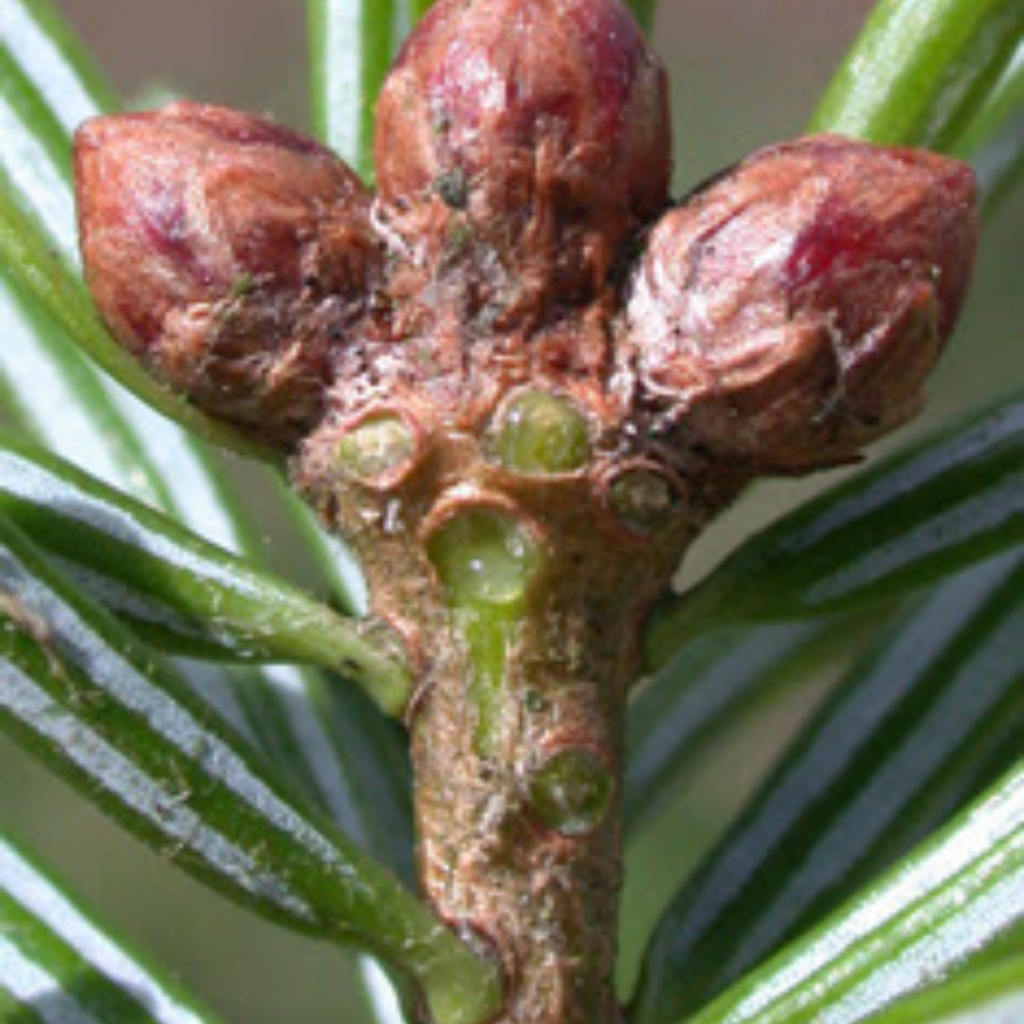 Talees Patar / Silver Fir / Abies Alba زرنب /تالیس پتر