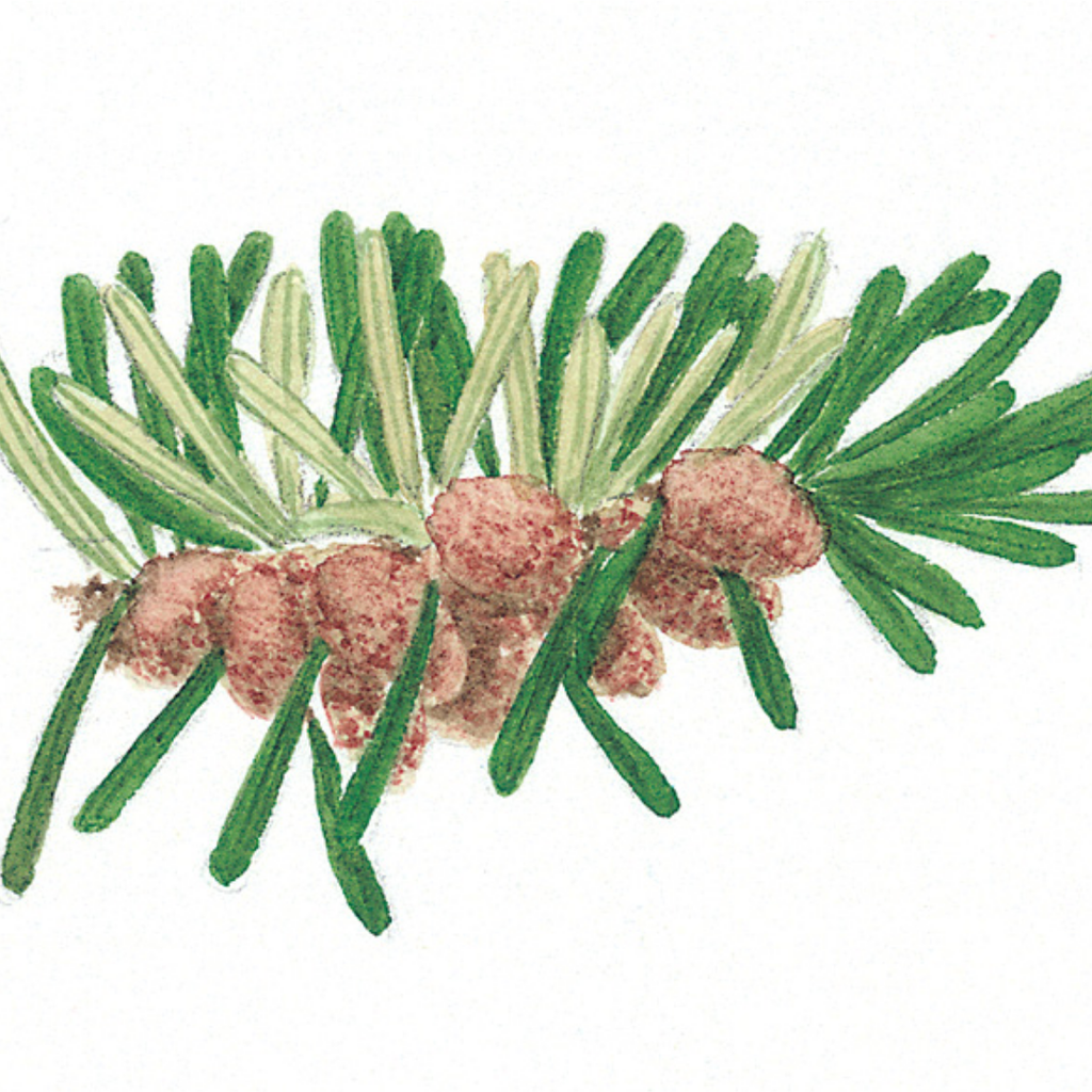 Talees Patar / Silver Fir / Abies Alba زرنب /تالیس پتر