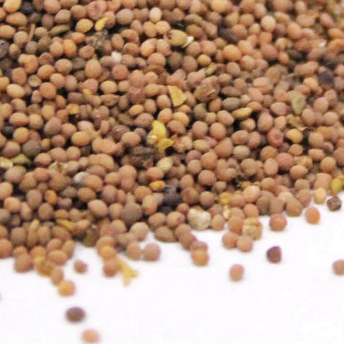 Tukhm e Kasoos / Dodder Seeds / Cuscuta Seeds/ تخم کثوث
