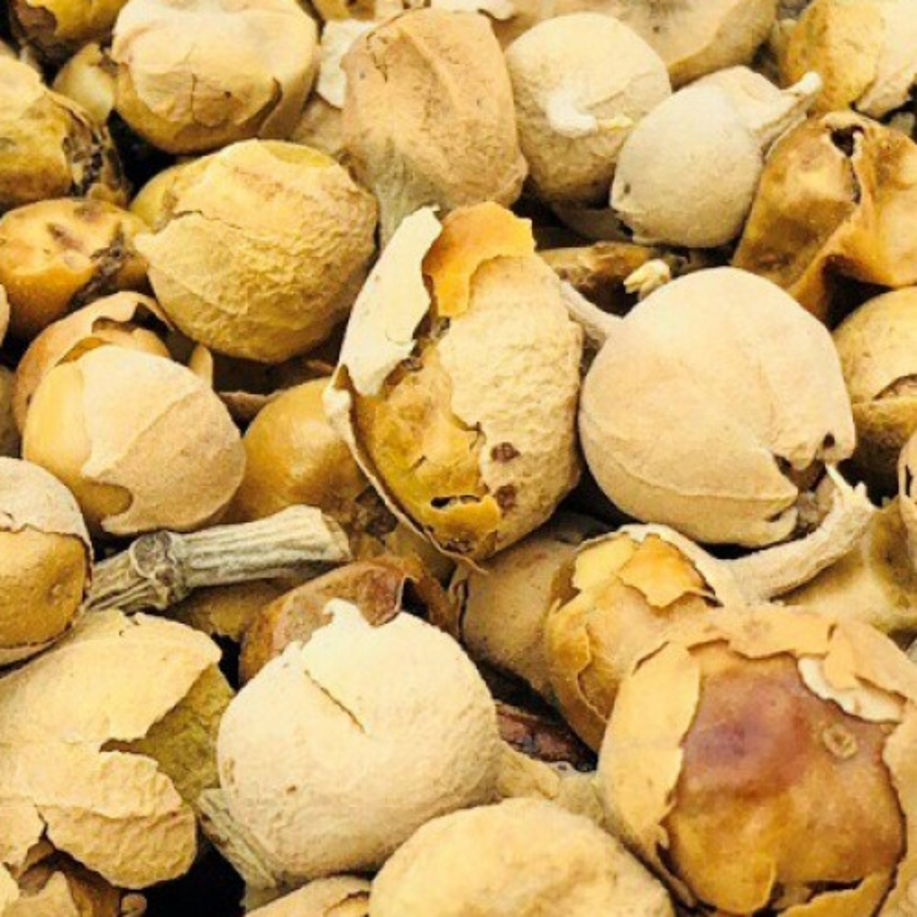 Paneer Dodi / Vegetable Rennet / پنیر ڈوڈی / تخم حیات