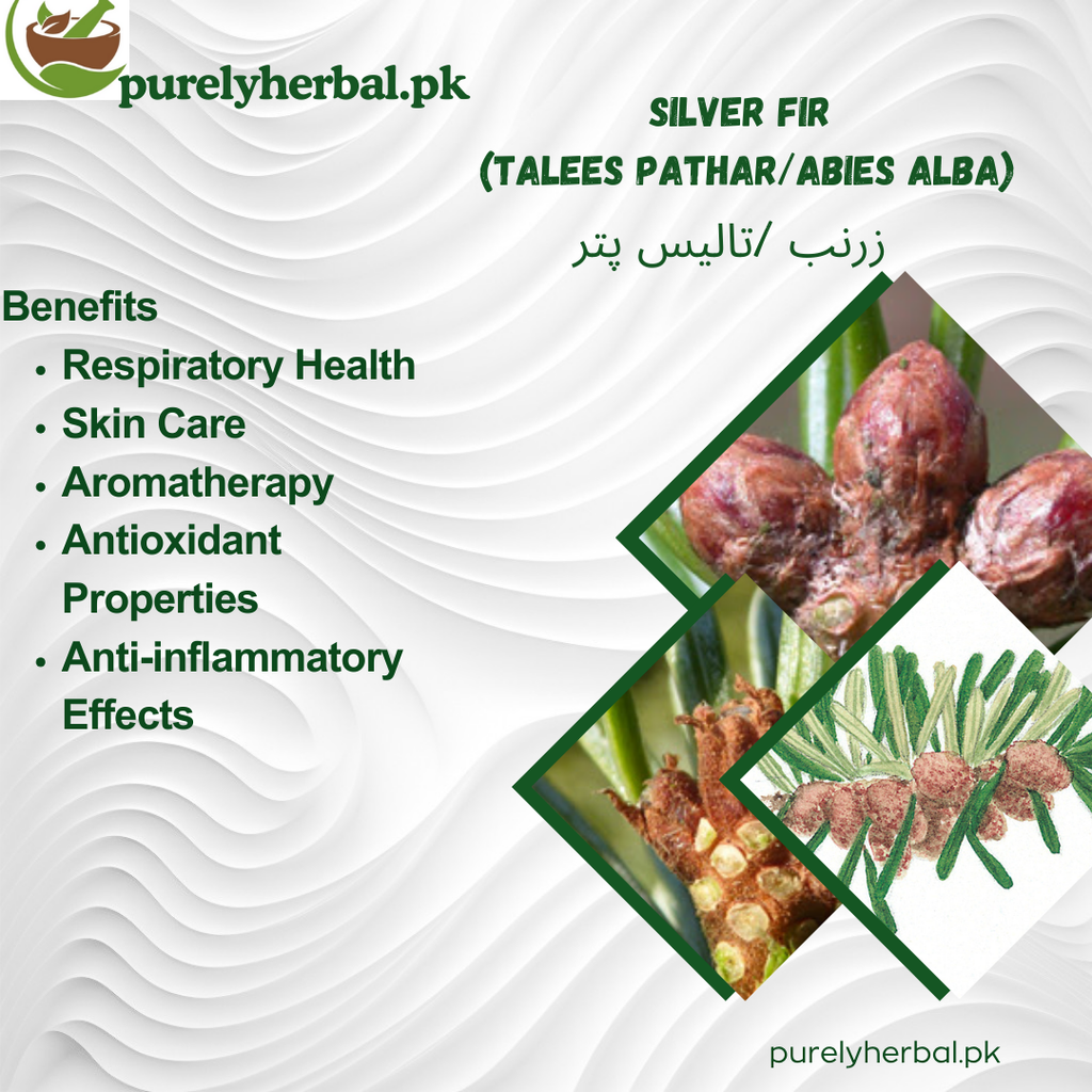 Talees Patar / Silver Fir / Abies Alba زرنب /تالیس پتر
