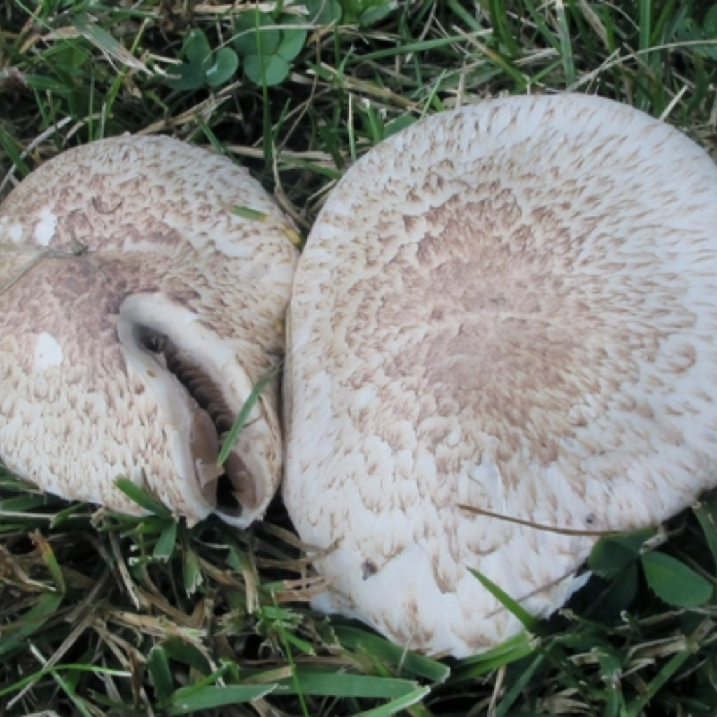 Gariqoon / Purging Agaric / Agaricus Agaric / غاریقون