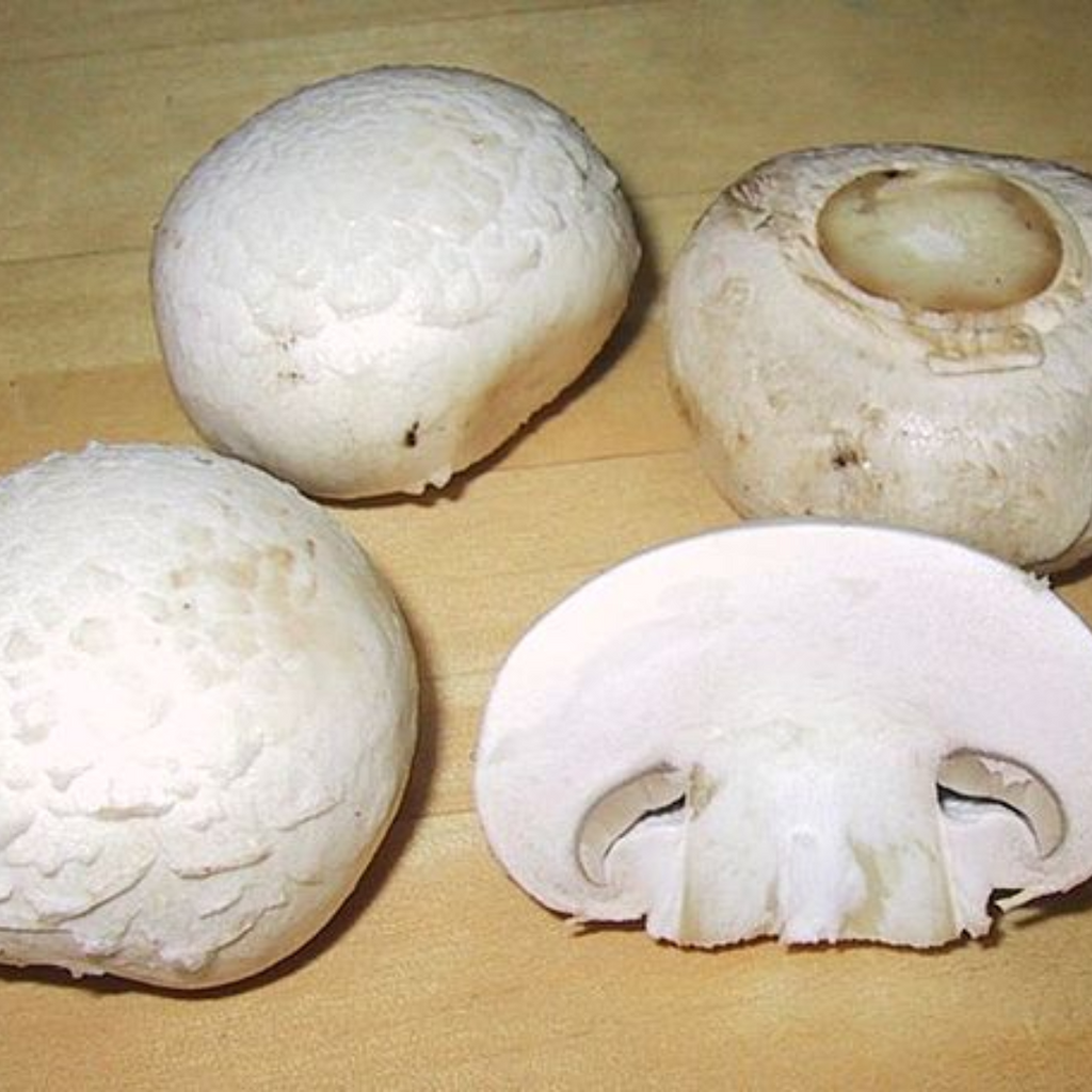 Gariqoon / Purging Agaric / Agaricus Agaric / غاریقون