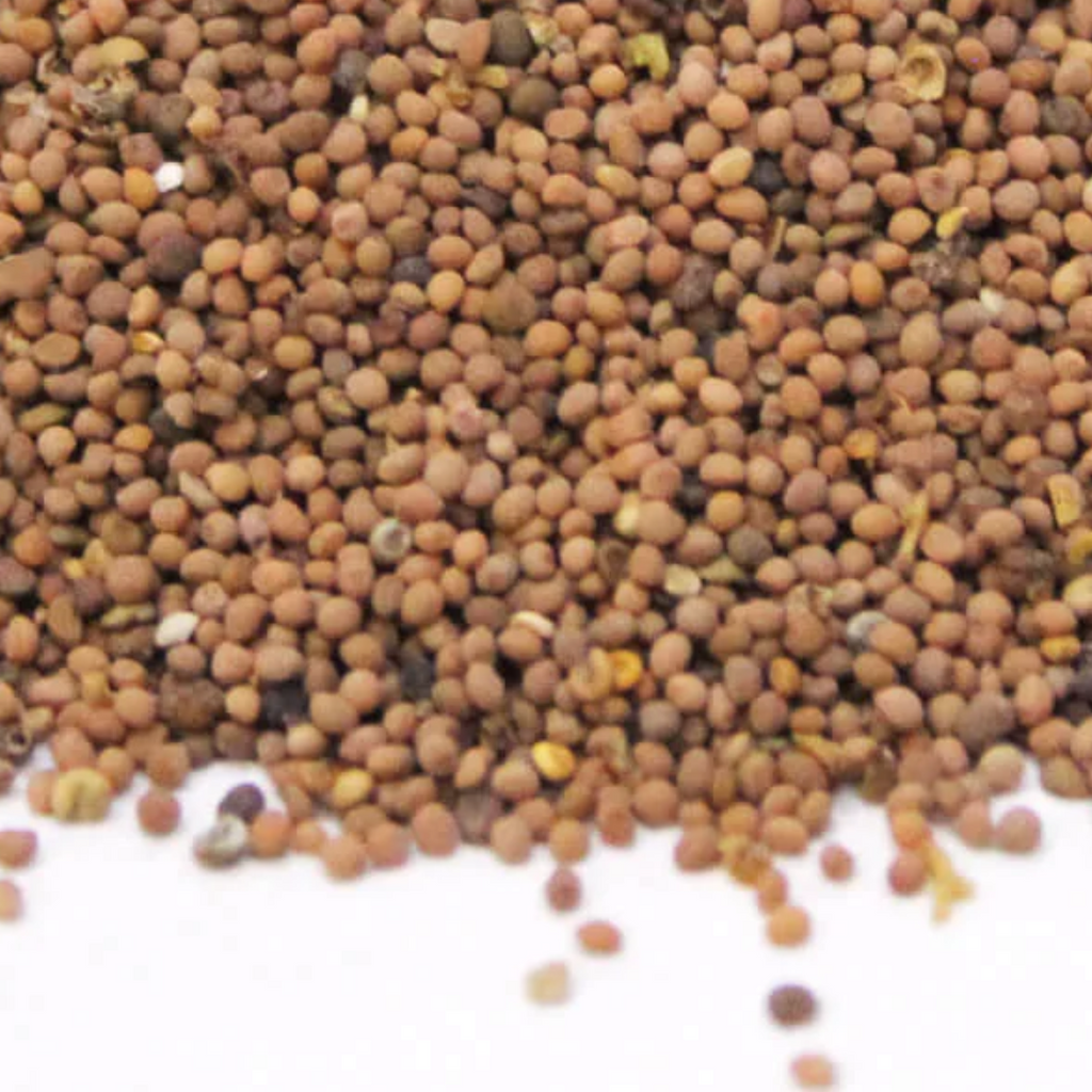 Tukhm e Kasoos / Dodder Seeds / Cuscuta Seeds/ تخم کثوث