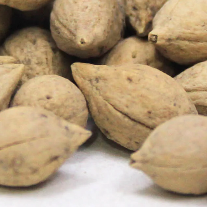 Jiya Pota / Drypetes Seeds / Putra Jeevak / جیا پوتا