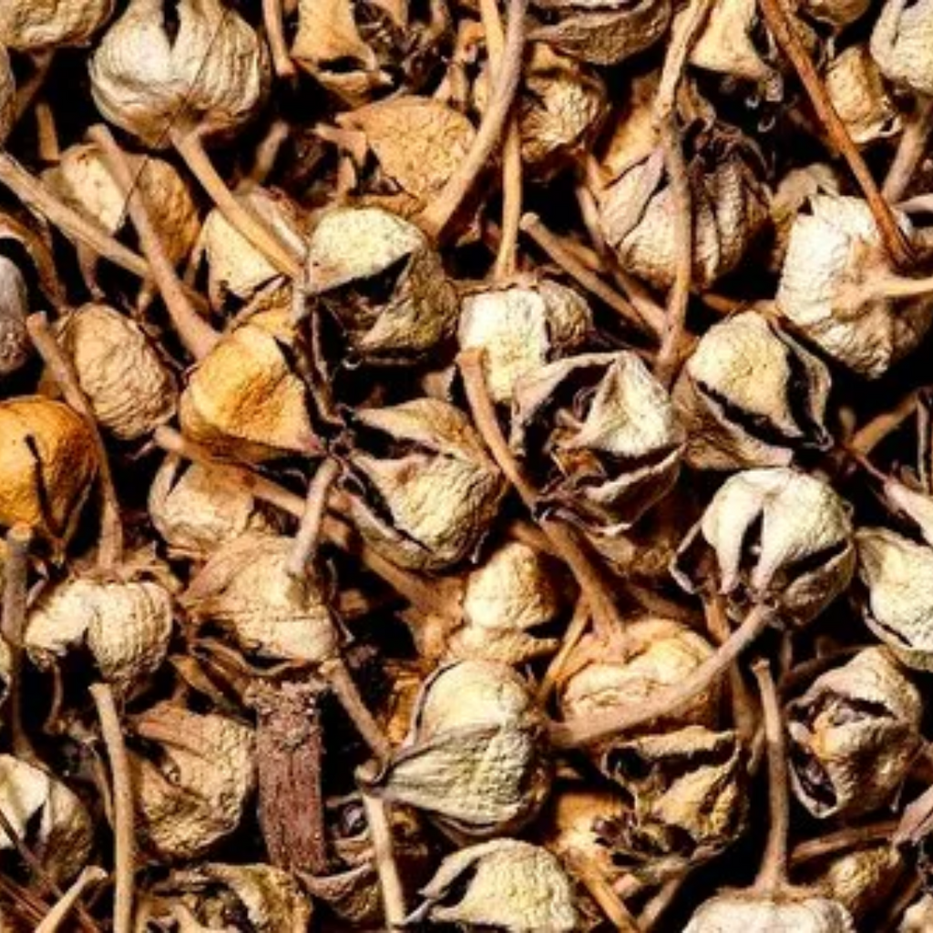 Gul Madar / Crown Flower / Aak Phool گل مدار