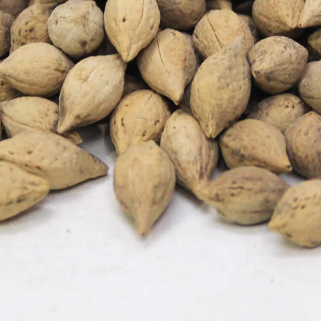 Jiya Pota / Drypetes Seeds / Putra Jeevak / جیا پوتا