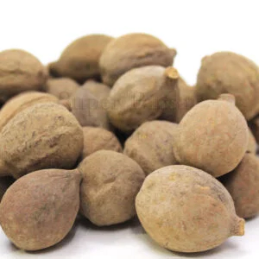 Jiya Pota / Drypetes Seeds / Putra Jeevak / جیا پوتا