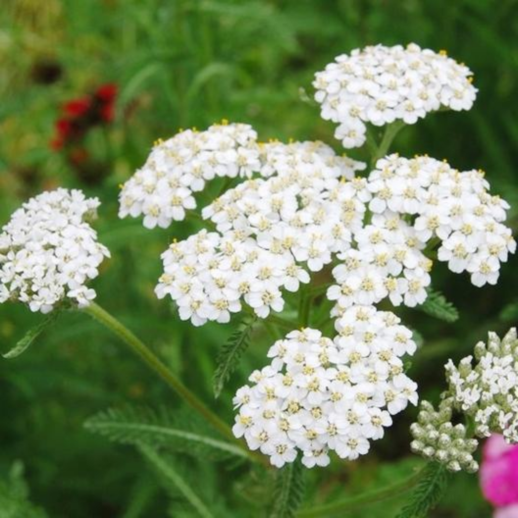 Baranjasaf / Yarrow / Achillea Millefolium / برنجاسف