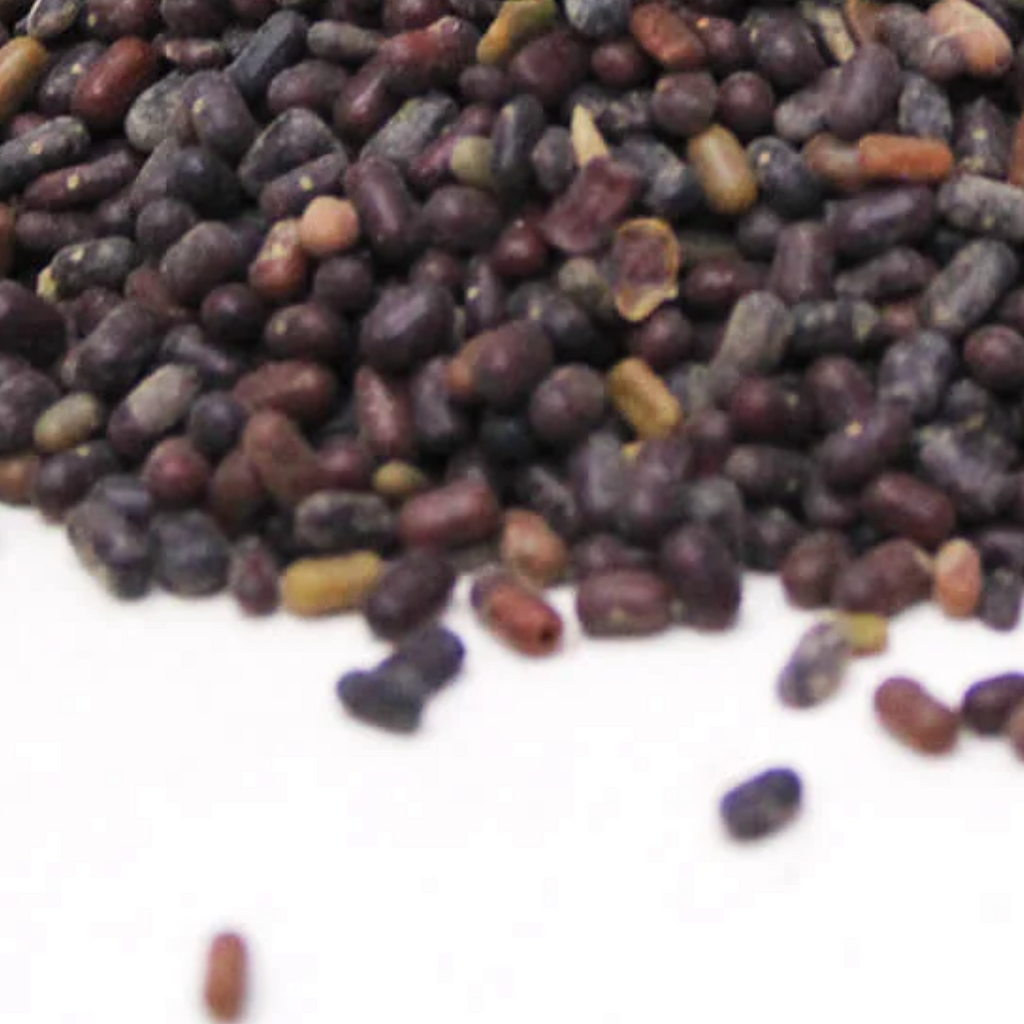 Tukhm e Panwar / Cassia Seeds / پنواڑ