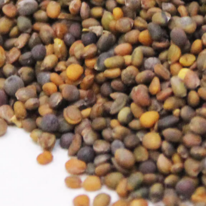 Tukhm e Taramira / Argula Seeds / Rocket Seeds / تارامیرا