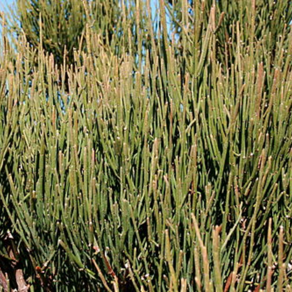 Soma Kalpa / Ephedra Fragilis / Joint Pine / سوما کلپا