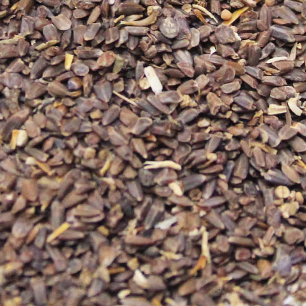 Talmakhana / Hygrophila Auriculata Seeds / تال مکھانہ