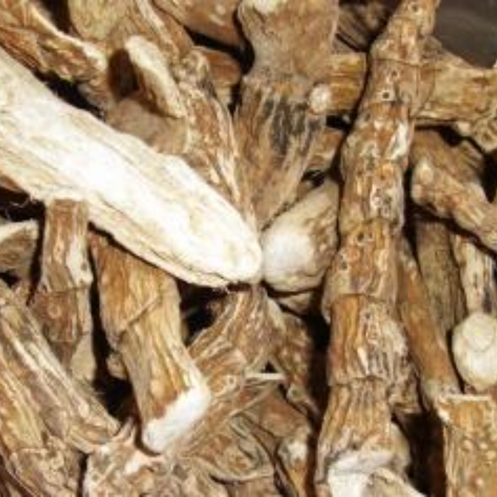 Warch / Acorus Calamus / Vacha / ورچ