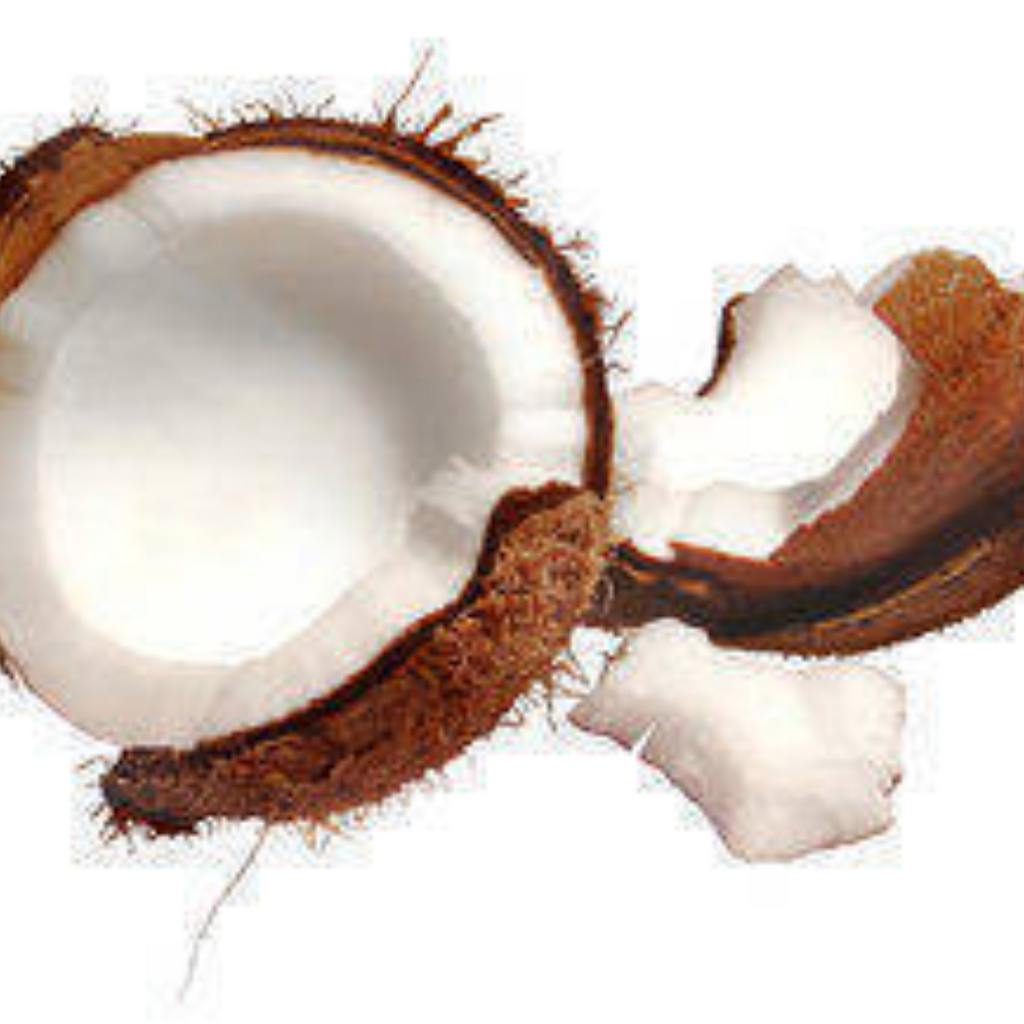 Naryal daryai / Sea Coconut / Lodoicea / ناریل دریائی