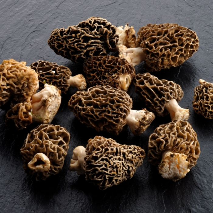 Guchi Mushroom / Morel Mushroom گوچی مشروم