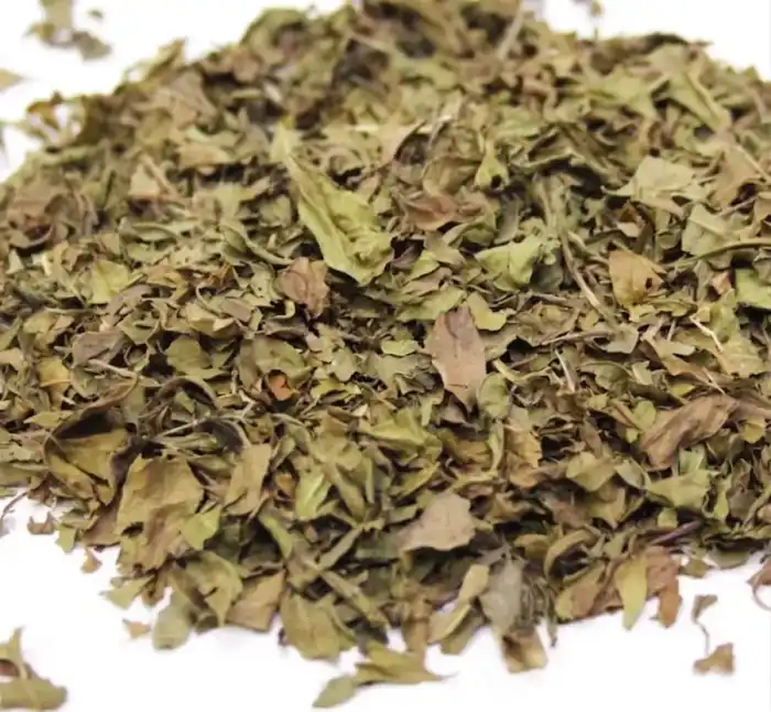 Curry Leaves (Kari Patta) کڑی پتہ