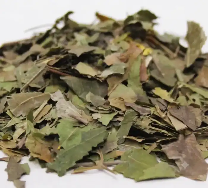 Neem Leaves (Azadirachta indica/Barg e Neem) نیم کے پتے