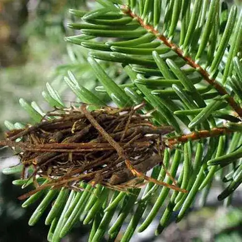 Silver Fir (Talees Pathar/Abies Alba) زرنب /تالیس پتر