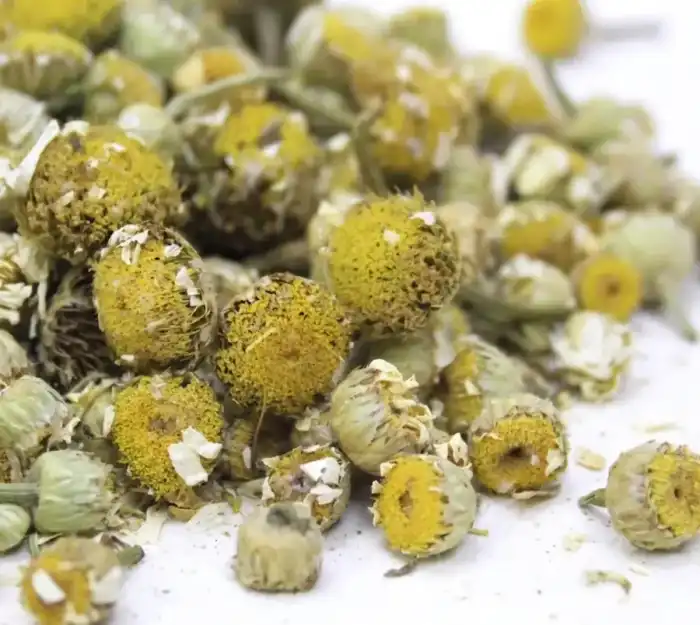 Chamomile (Gul Babona) گل بابونہ