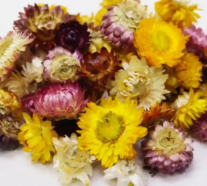 Dandelions (Taraxacum officinale) گل قاصدی
