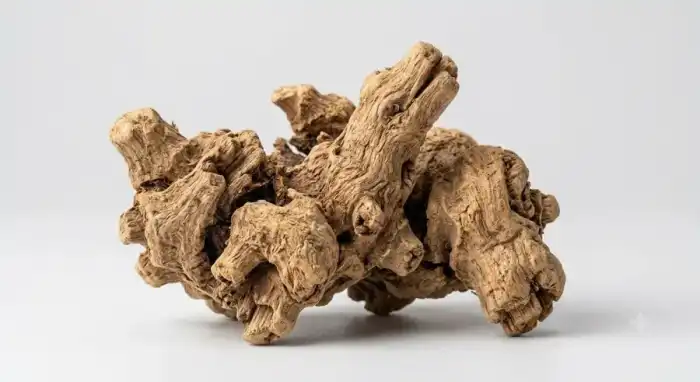 China Root (Smilax China/Chob Chini) چوب چینی