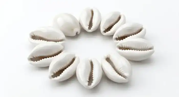 Arkam White KauriSafed KodiWhite KaudiSafed Kauri