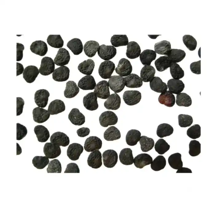 Datura Stramonium Seeds Dhatura Seed 100% Pure